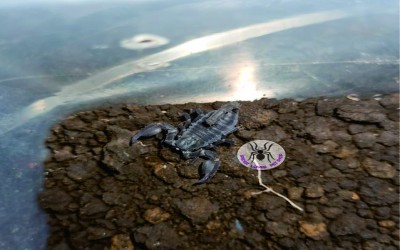 CHAERILUS SCORPION 1 EKOR / CHAERILUS SCORPION 1 HEAD DENGAN KANDANG